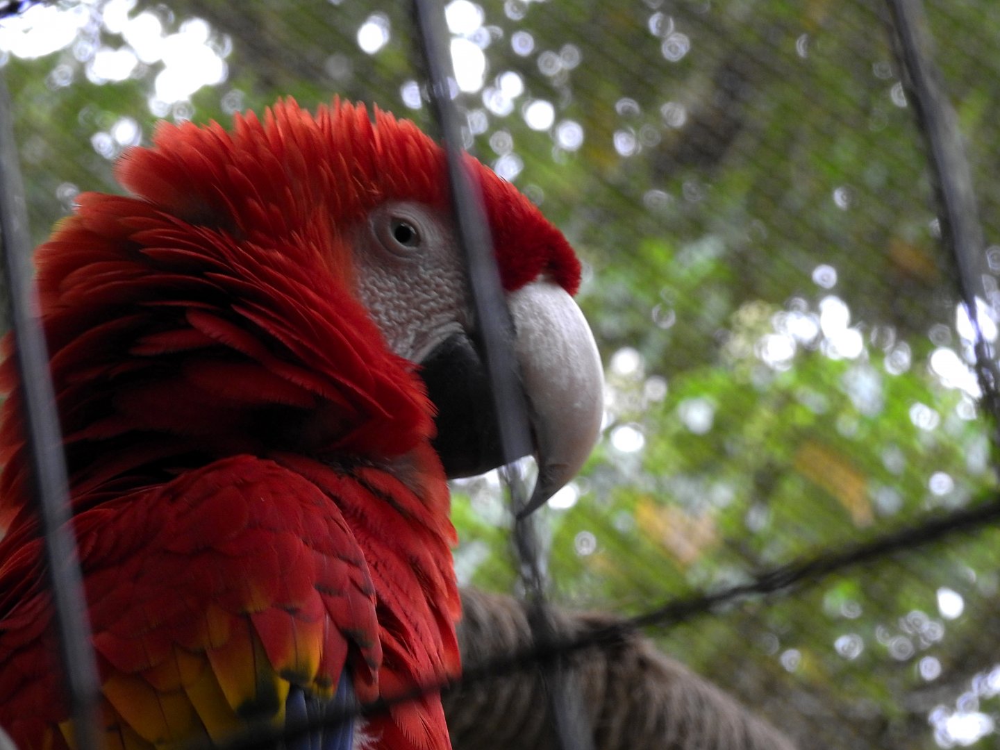 Scarlet Macaw