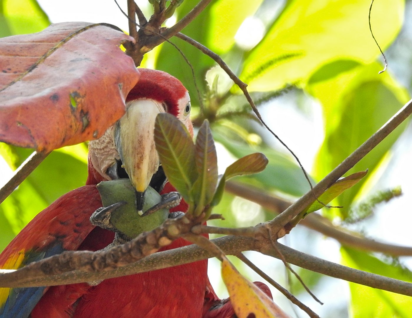Scarlet Macaw
