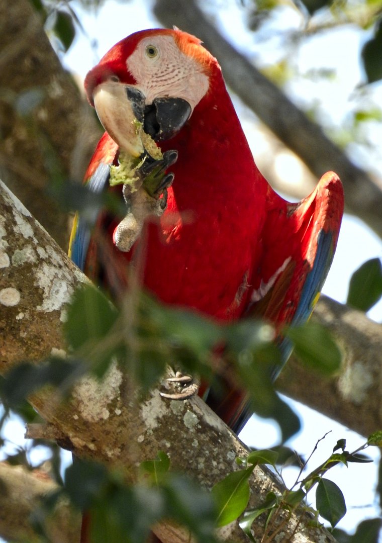 Scarlet Macaw