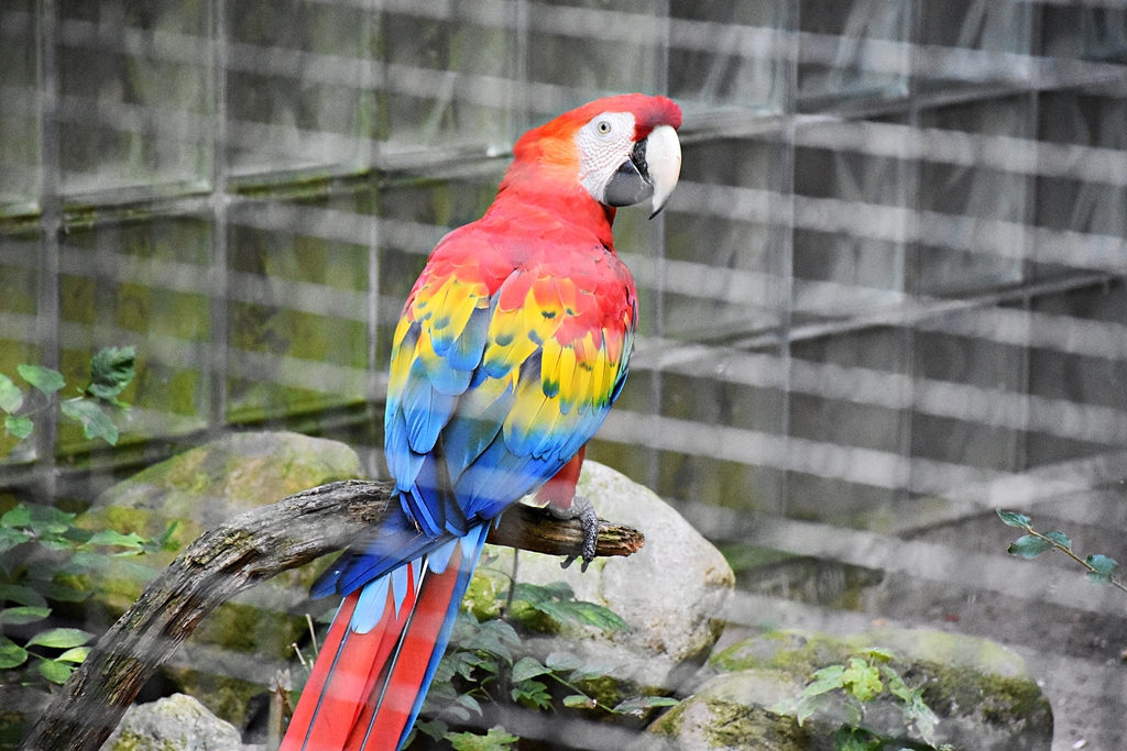 Scarlet macaw