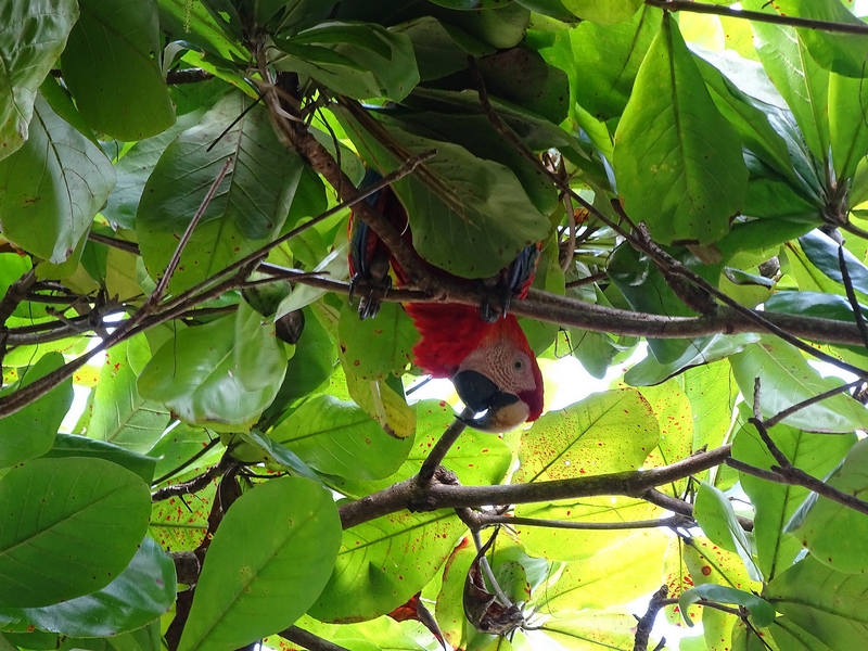 Scarlet macaw