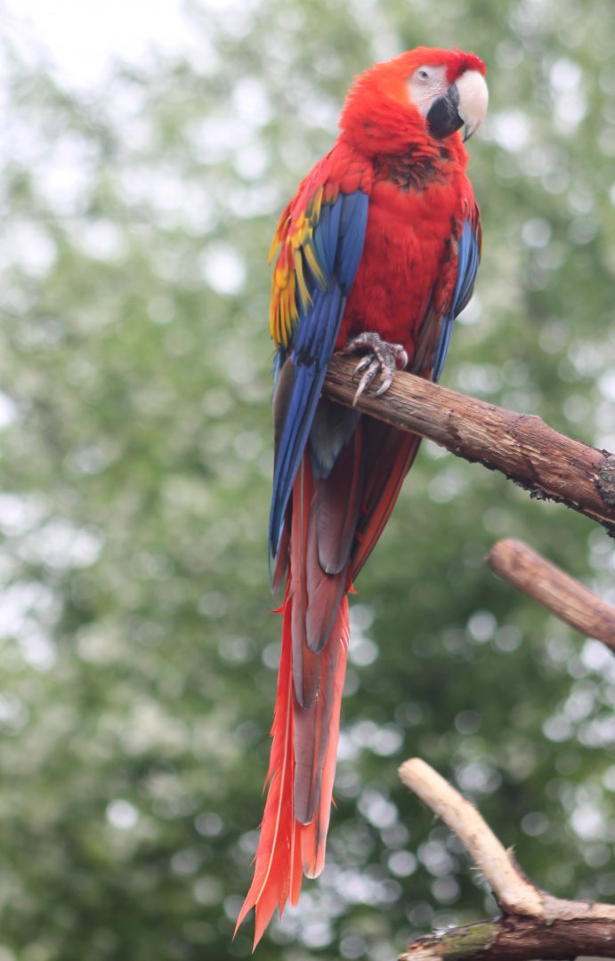 Scarlet macaw