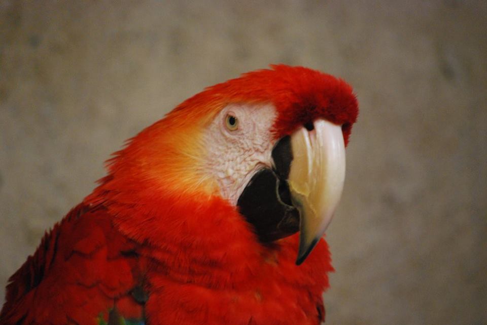 Scarlet Macaw