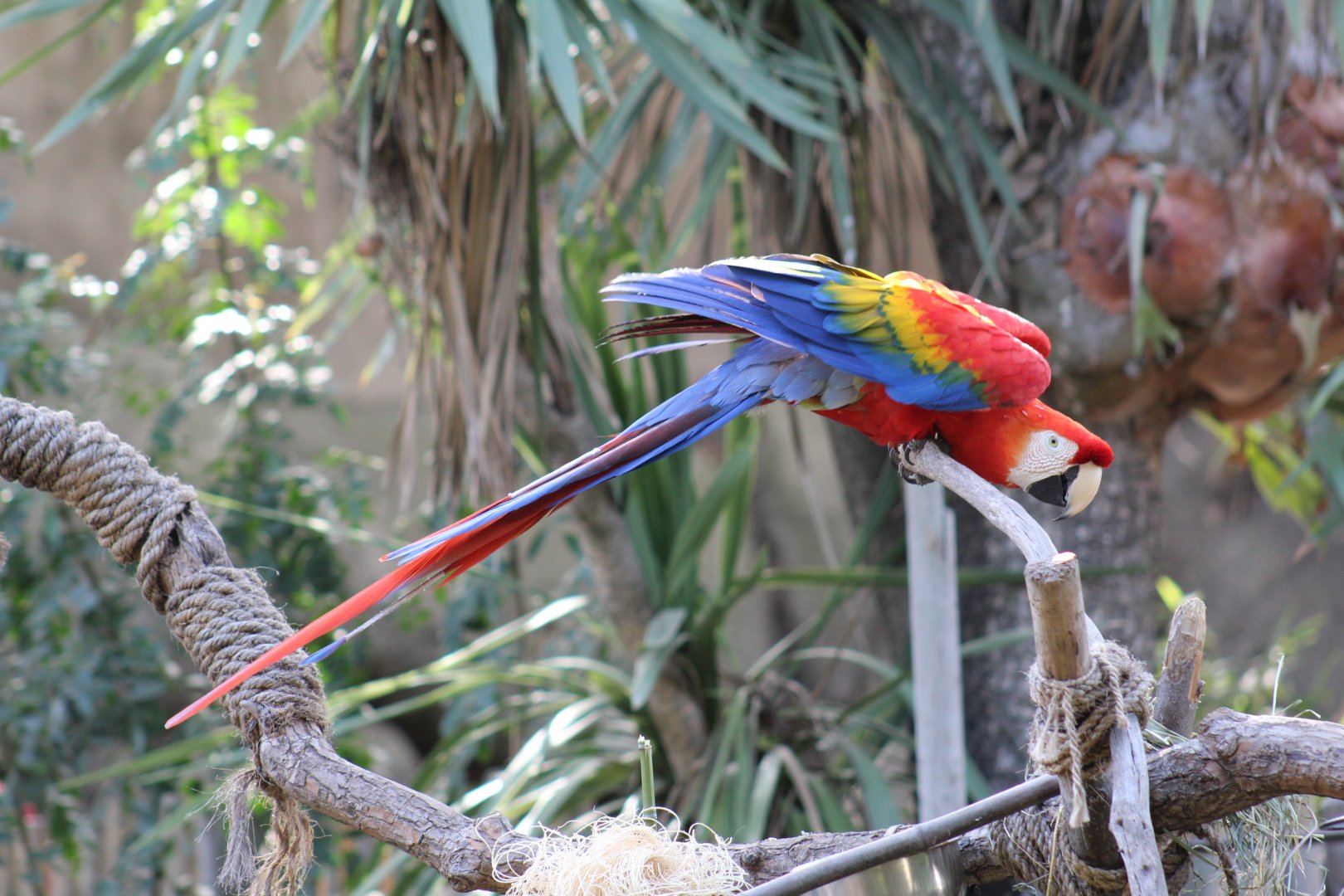 Scarlet Macaw