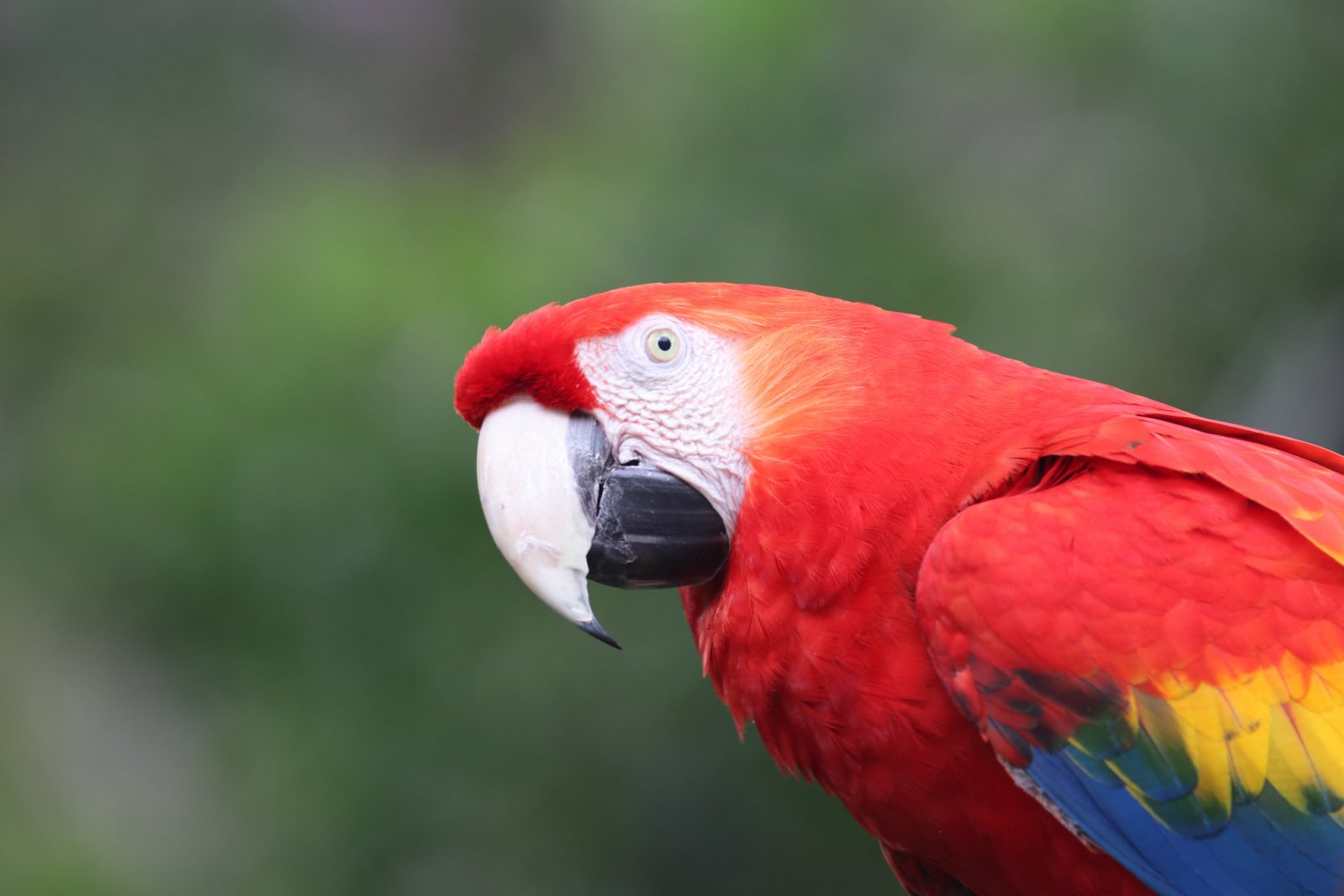 Scarlet macaw