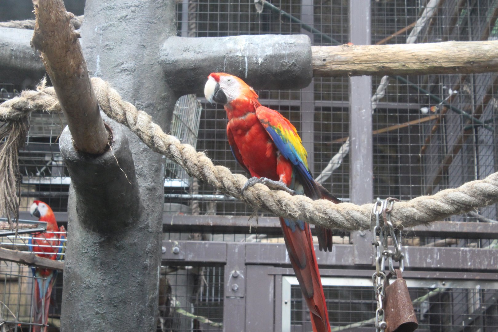 Scarlet macaw