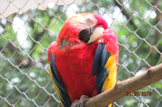 Scarlet Macaw