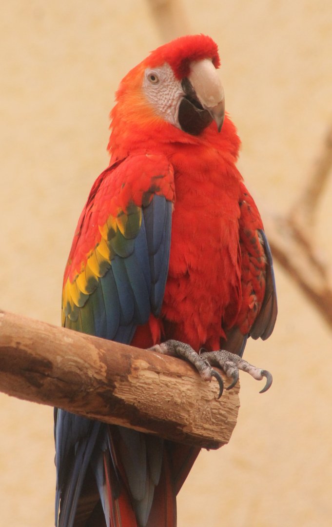 Scarlet macaw