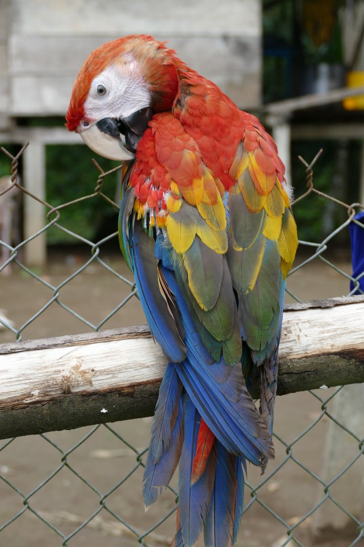 Scarlet Macaw