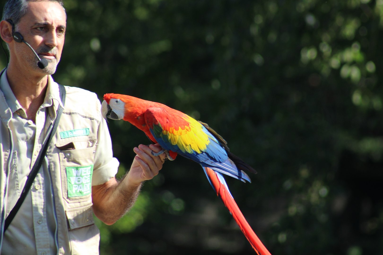 Scarlet Macaw