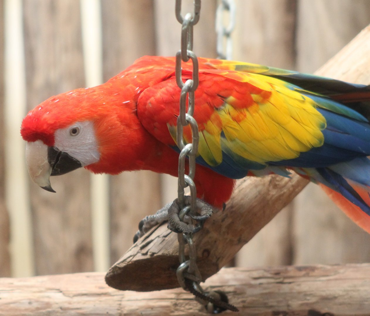 Scarlet macaw