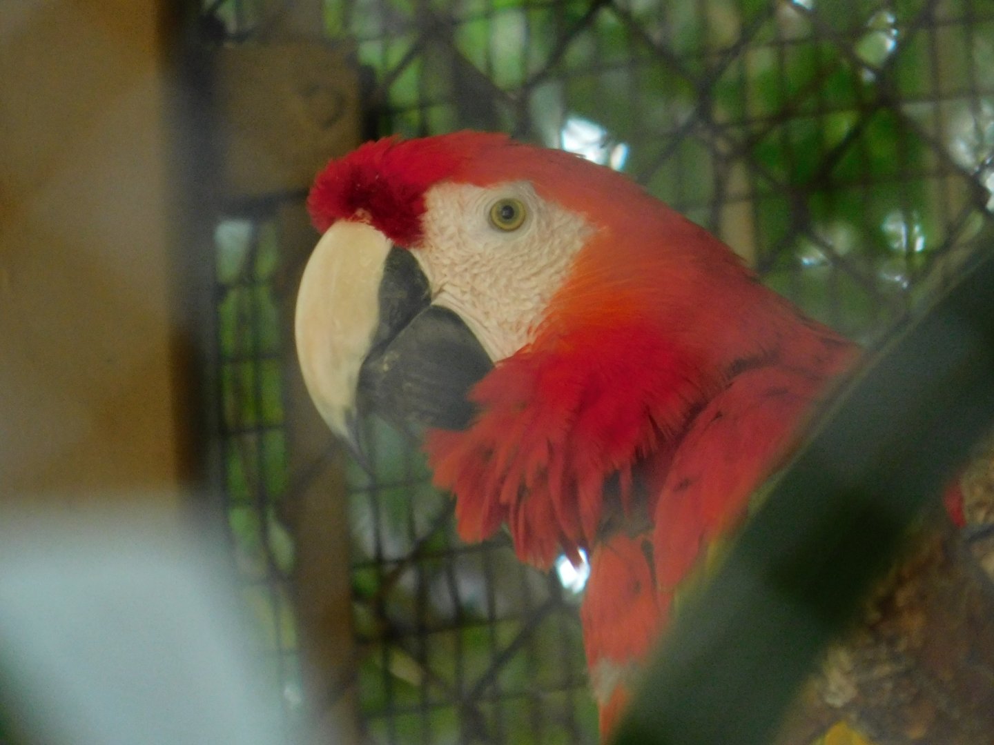 Scarlet Macaw