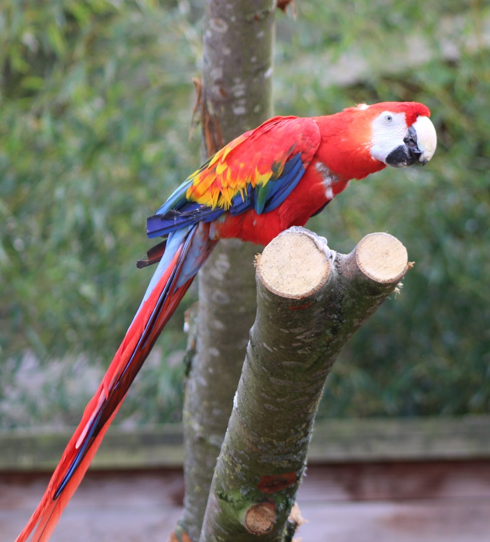 Scarlet macaw