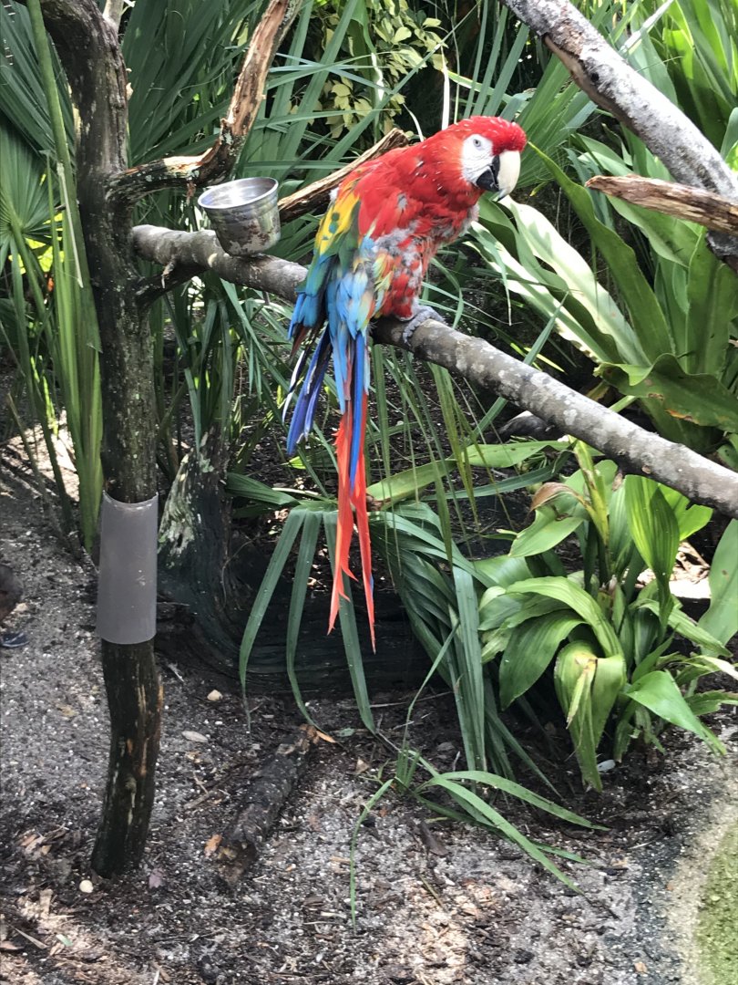 Scarlet macaw