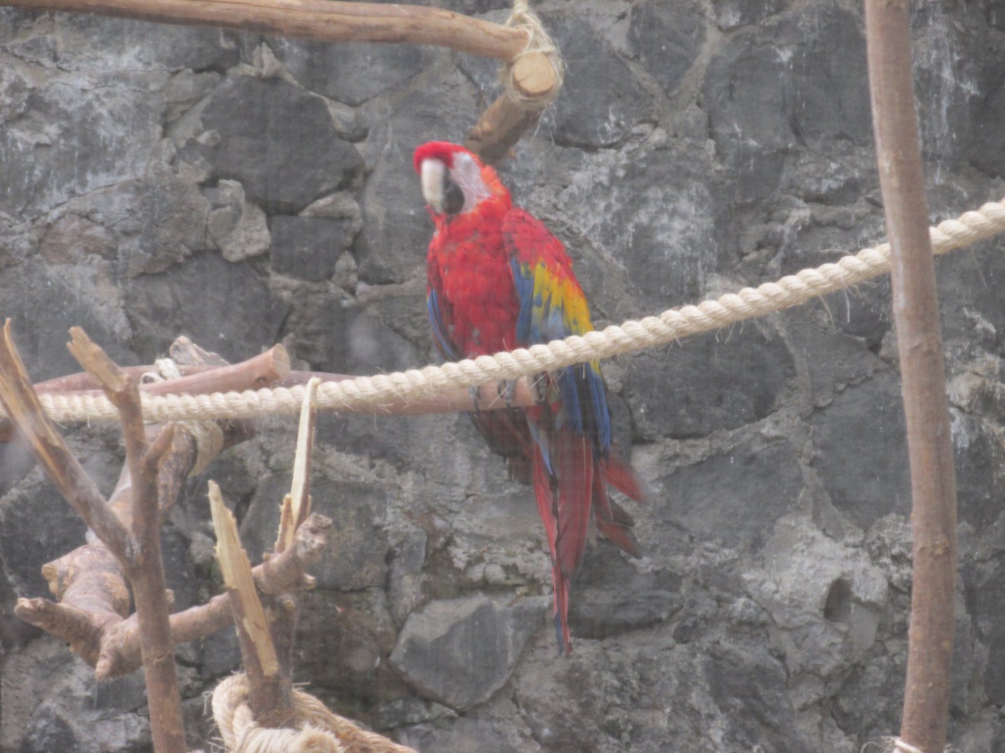 SCARLET MACAW