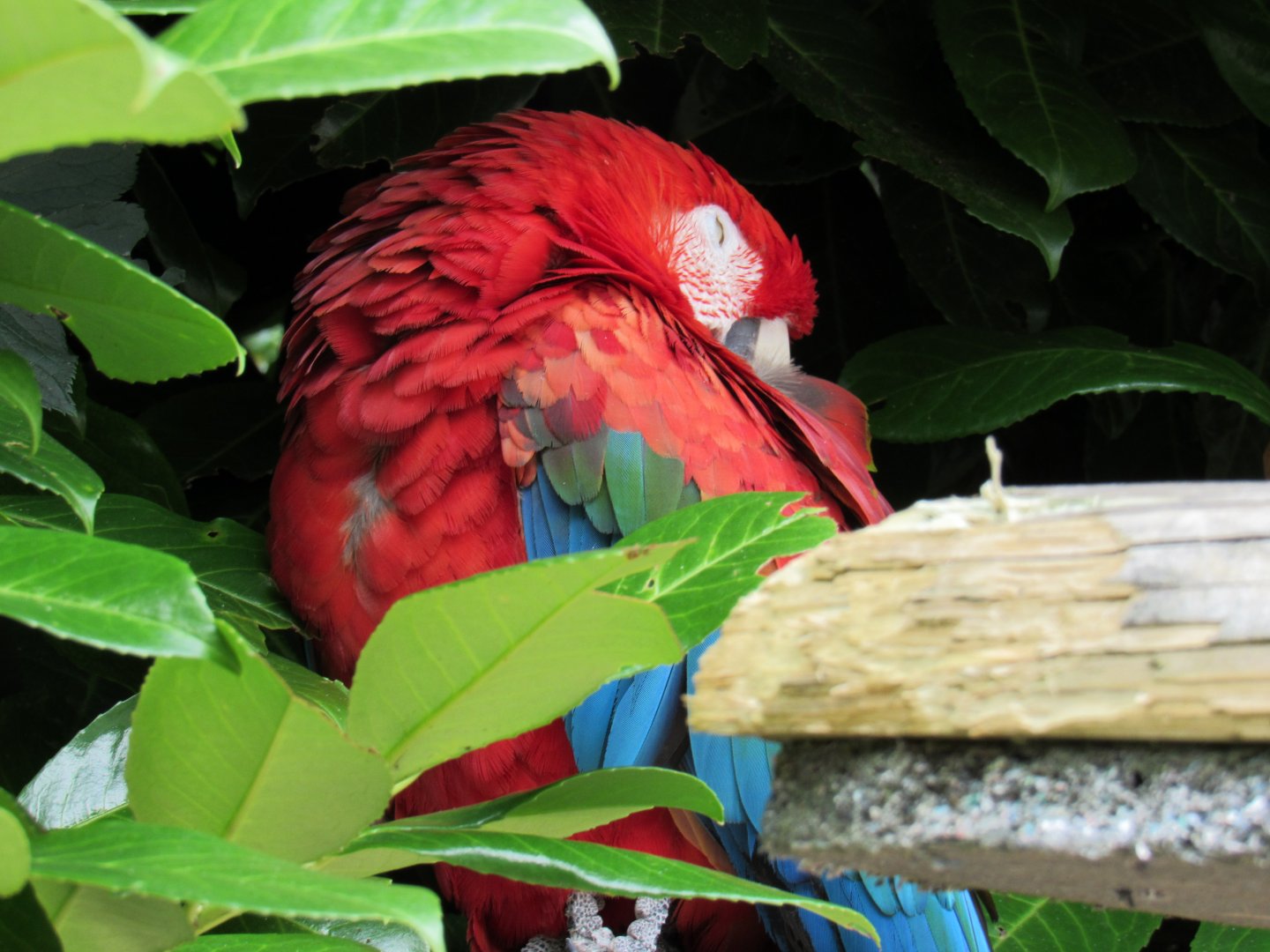 Scarlet Macaw