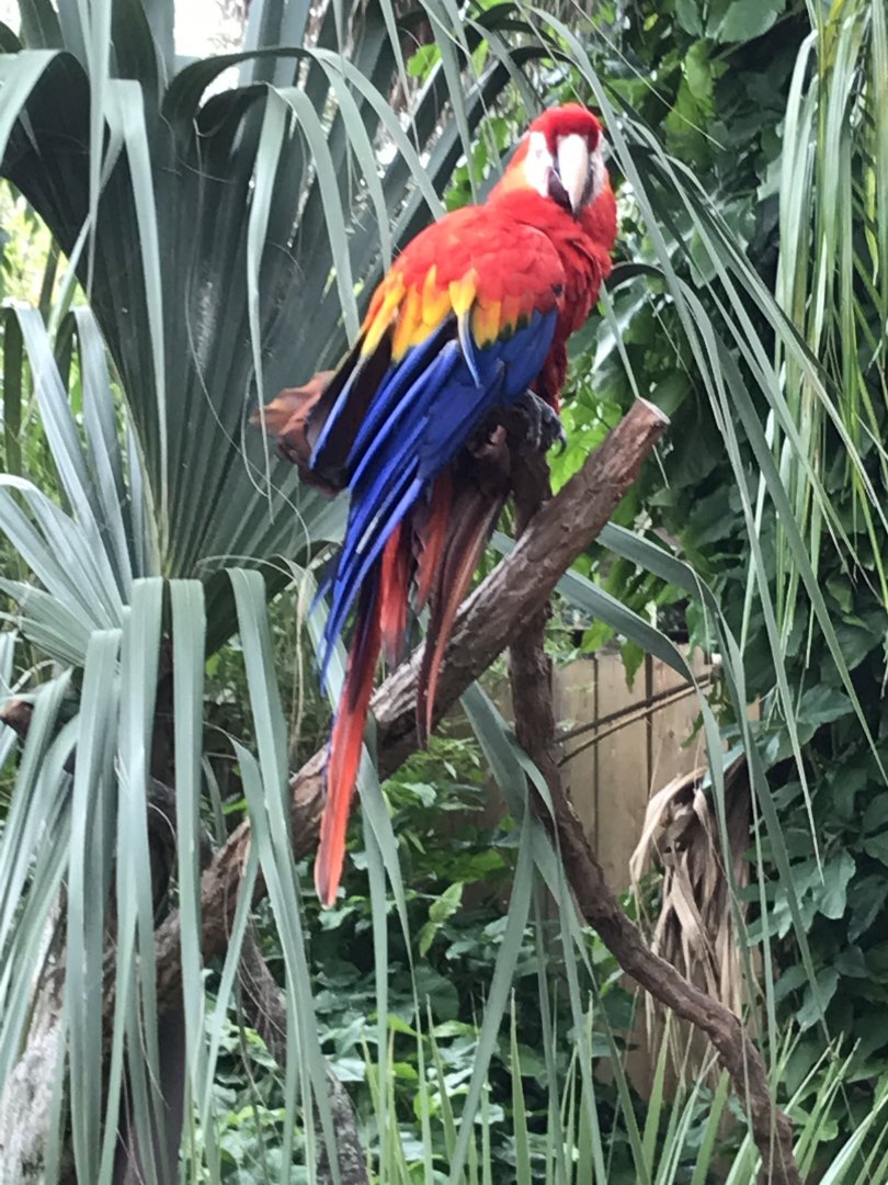 Scarlet macaw