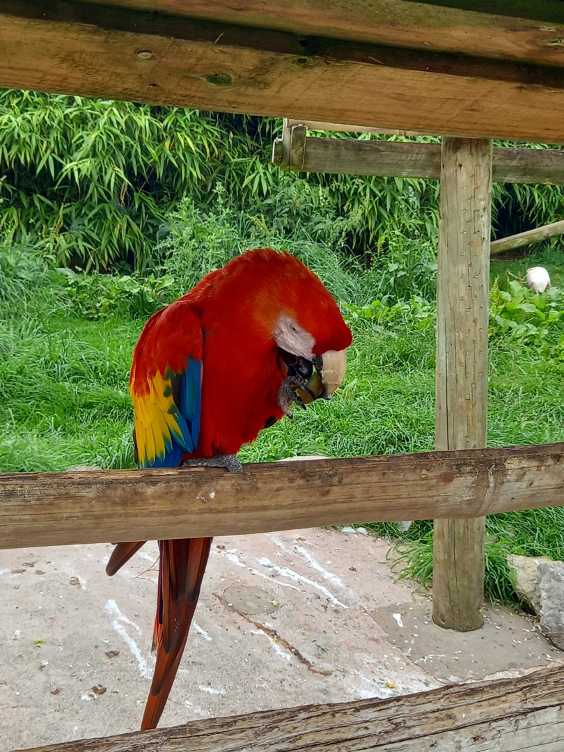 Scarlet Macaw