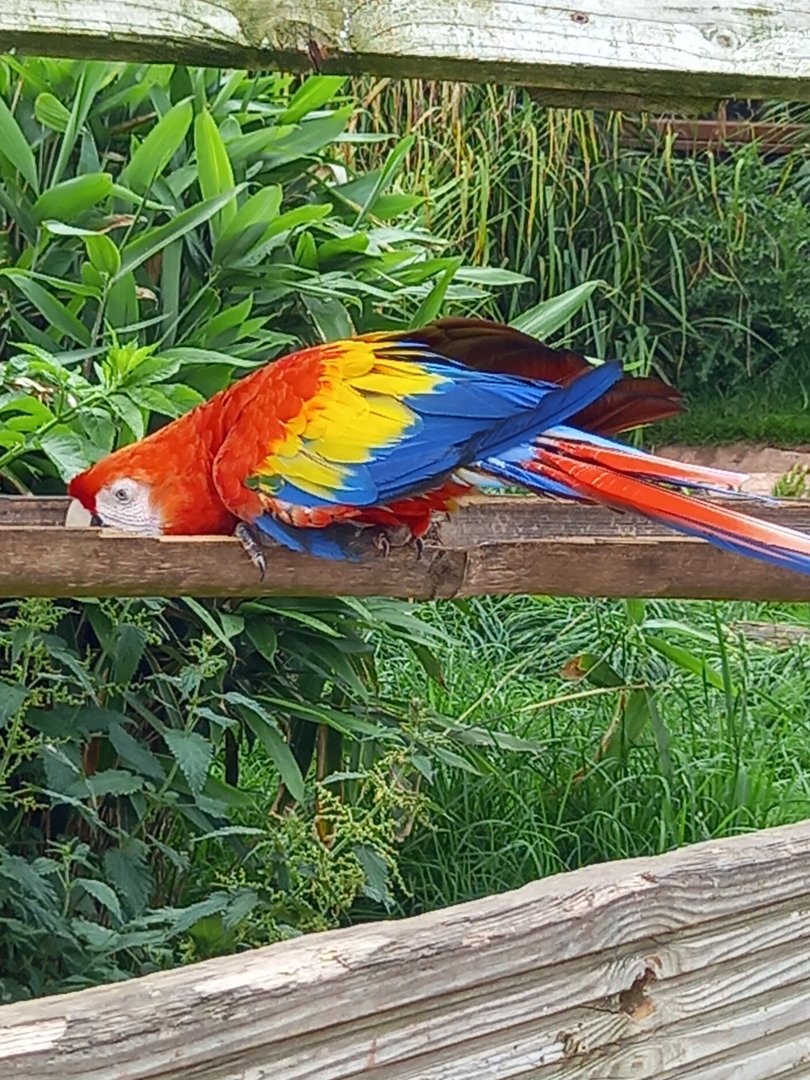 Scarlet Macaw