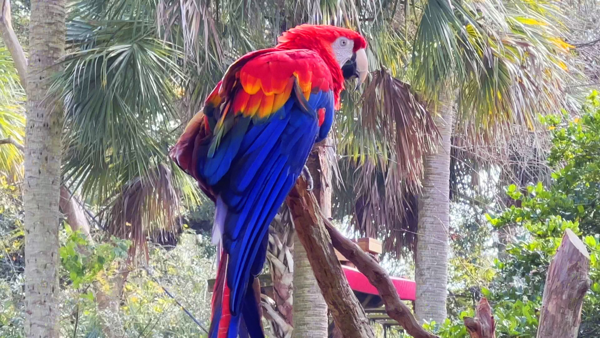 Scarlet Macaw