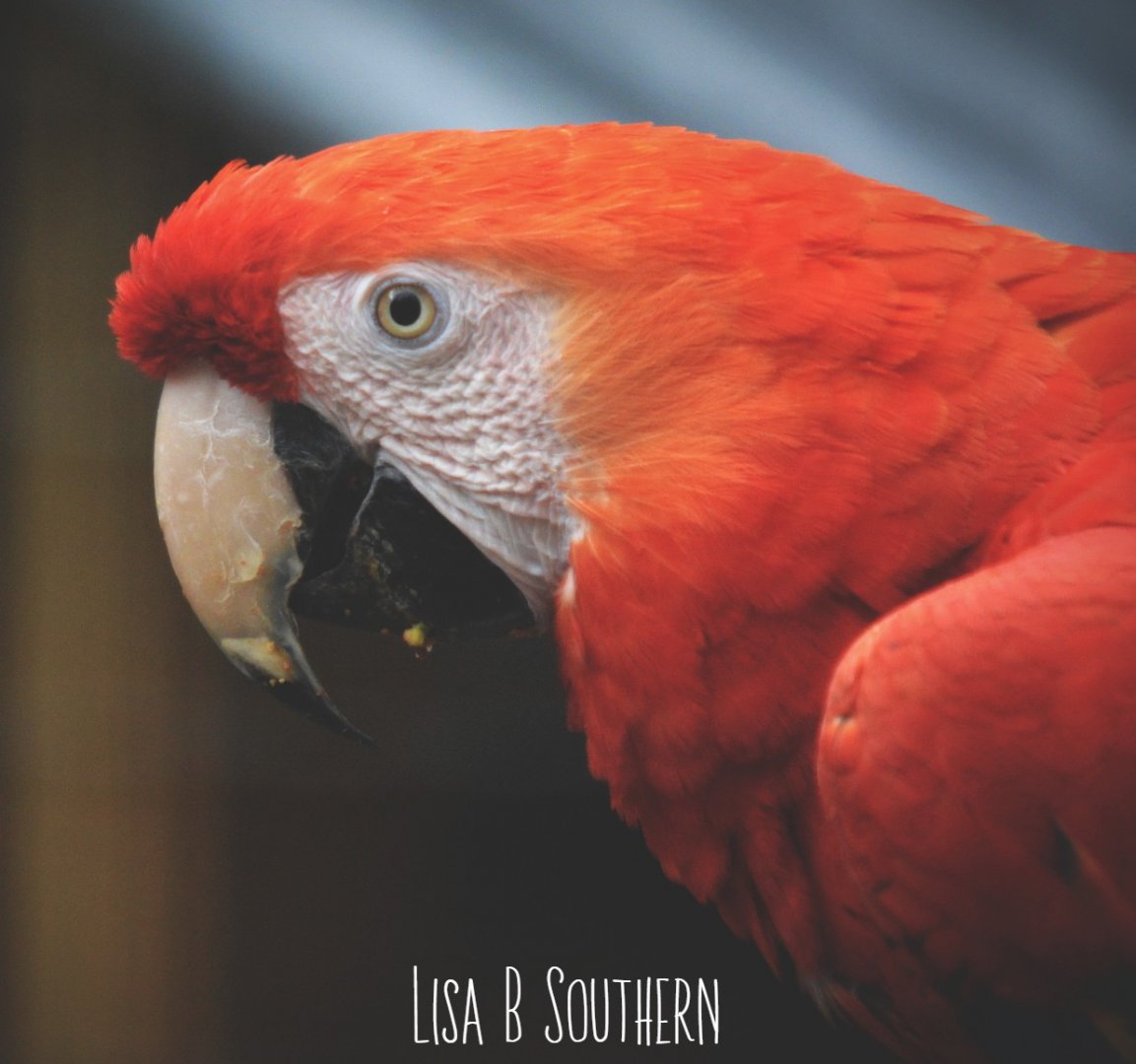 scarlet macaw