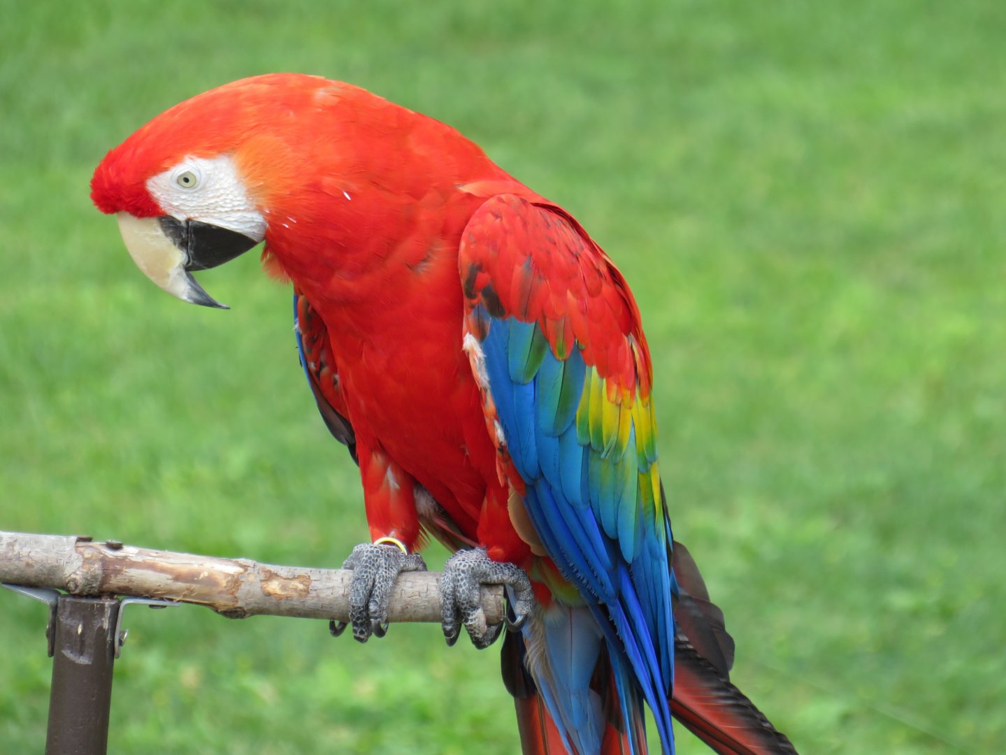 Scarlet macaw