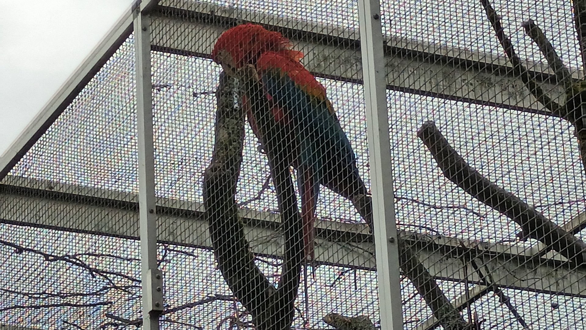 Scarlet Macaw