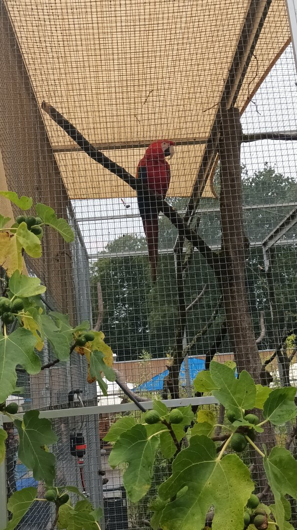 Scarlet Macaw