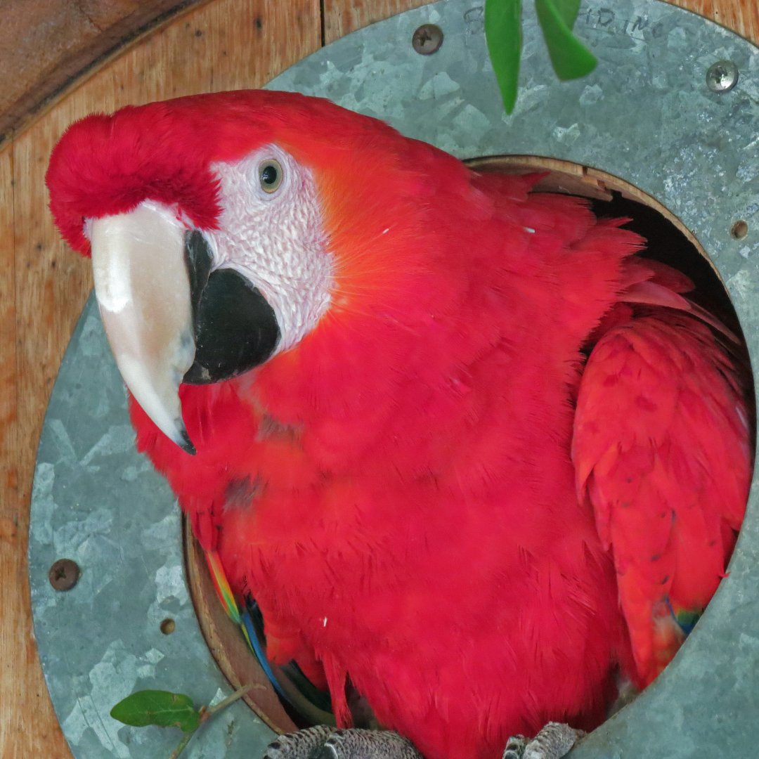 Scarlet Macaw