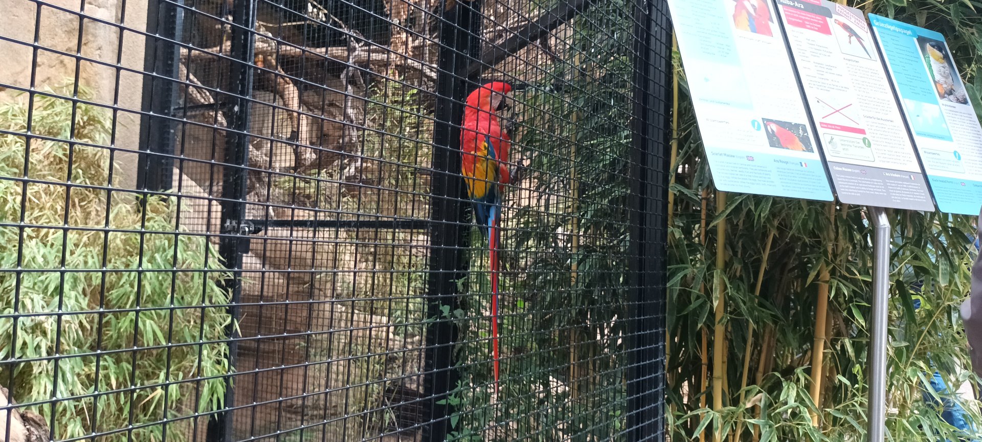 Scarlet Macaw