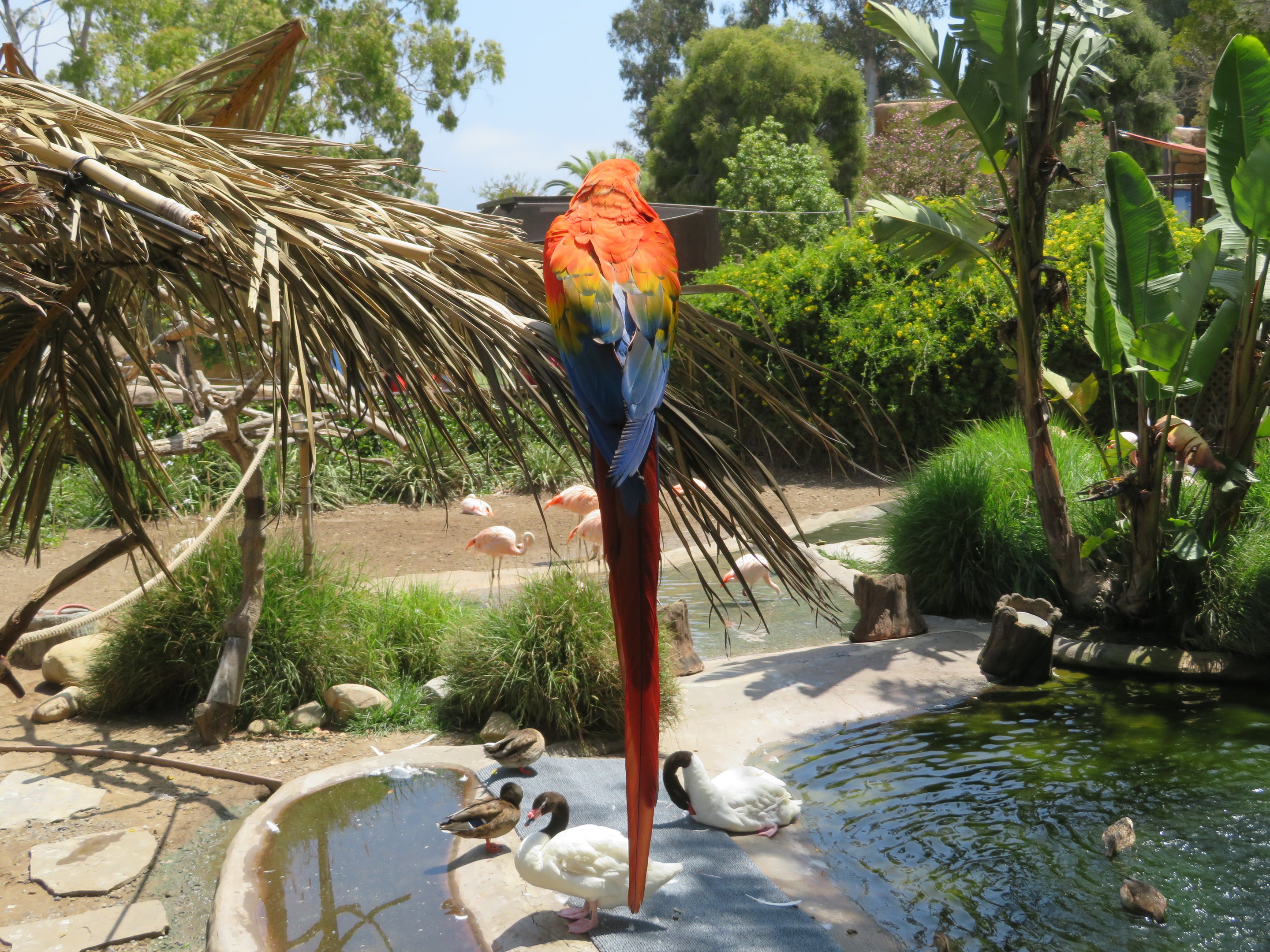 Scarlet Macaw