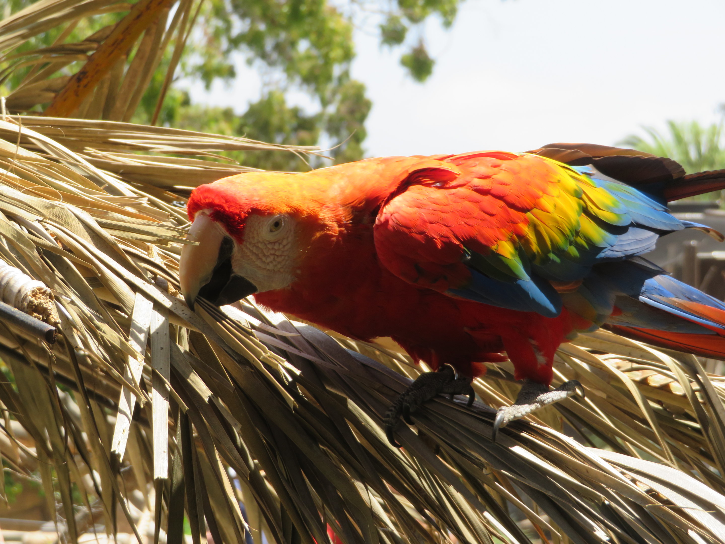 Scarlet Macaw