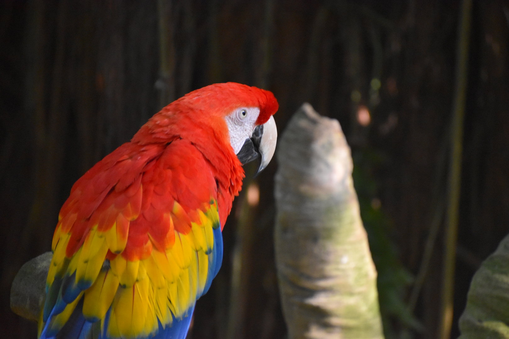 Scarlet Macaw