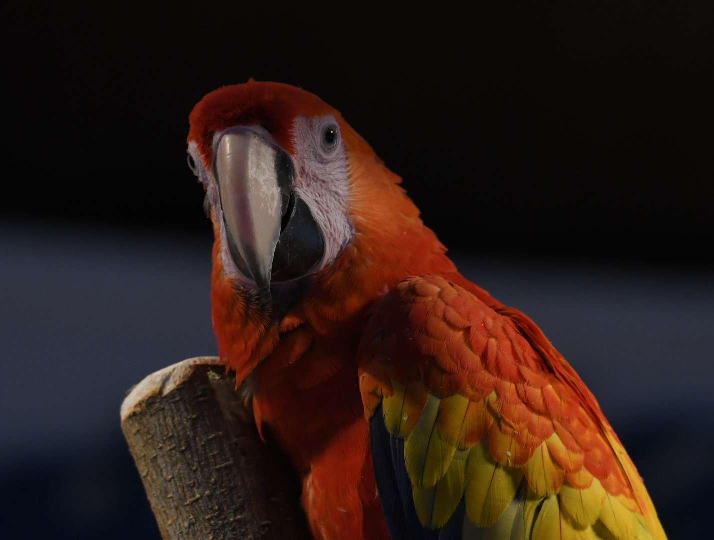Scarlet Macaw