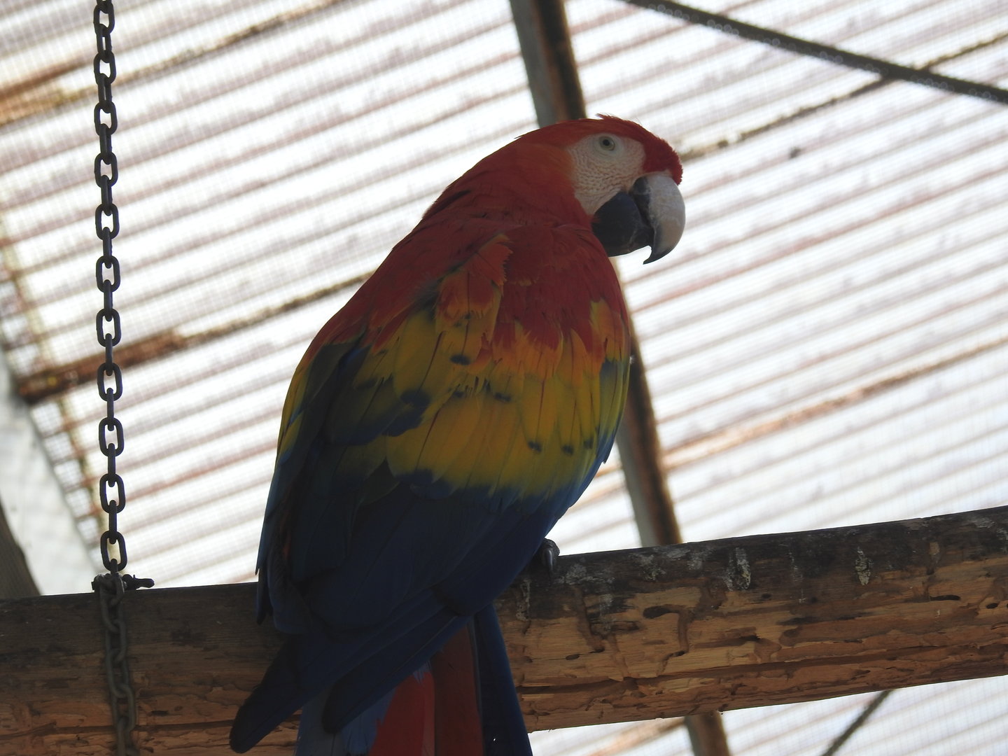 Scarlet Macaw