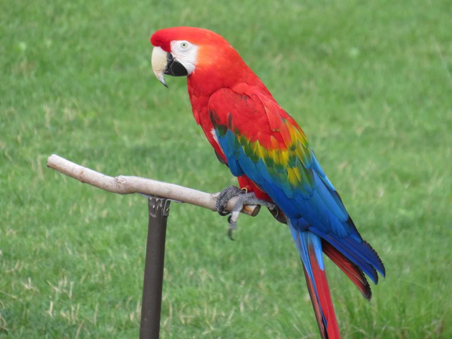 Scarlet macaw