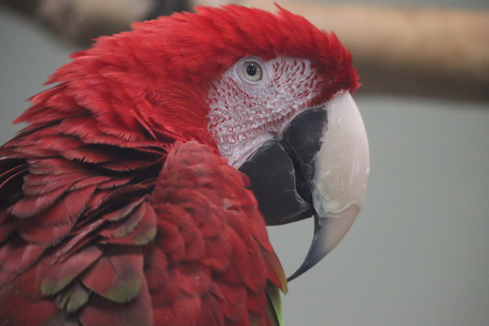 Scarlet Macaw