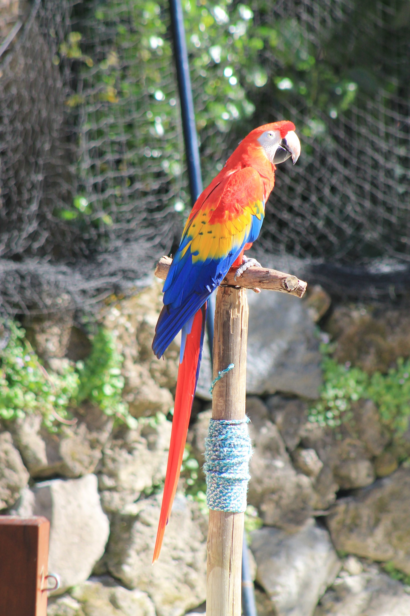 Scarlet Macaw