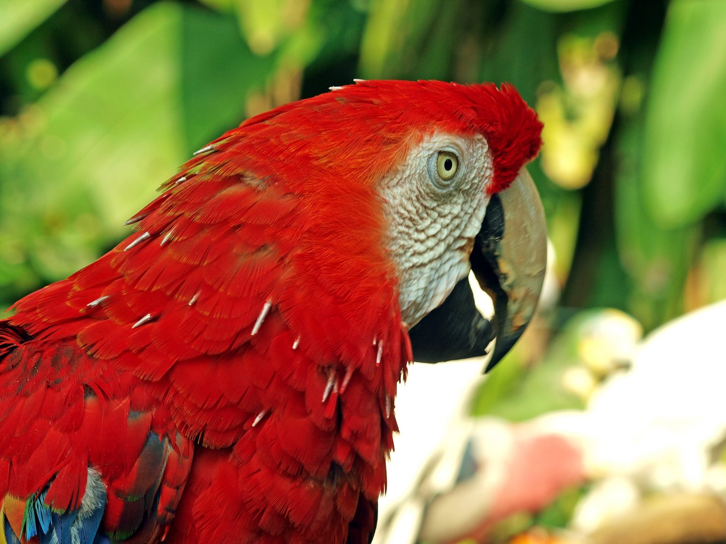 Scarlet macaw