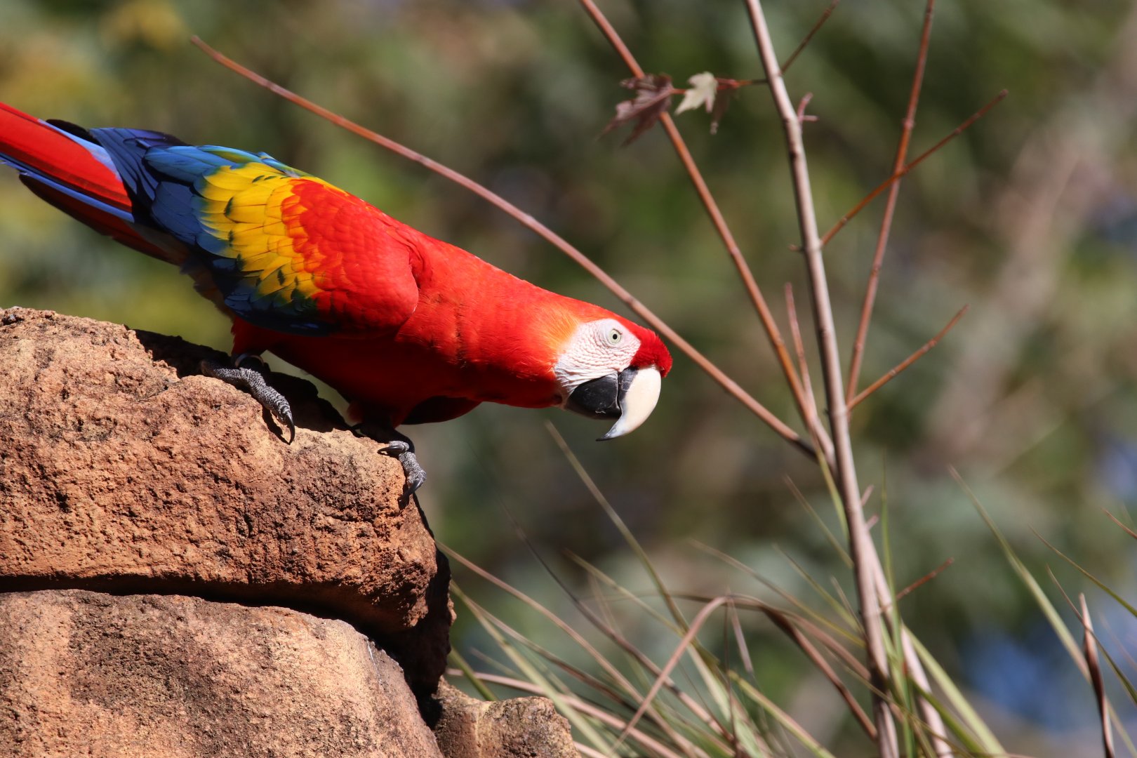 Scarlet macaw