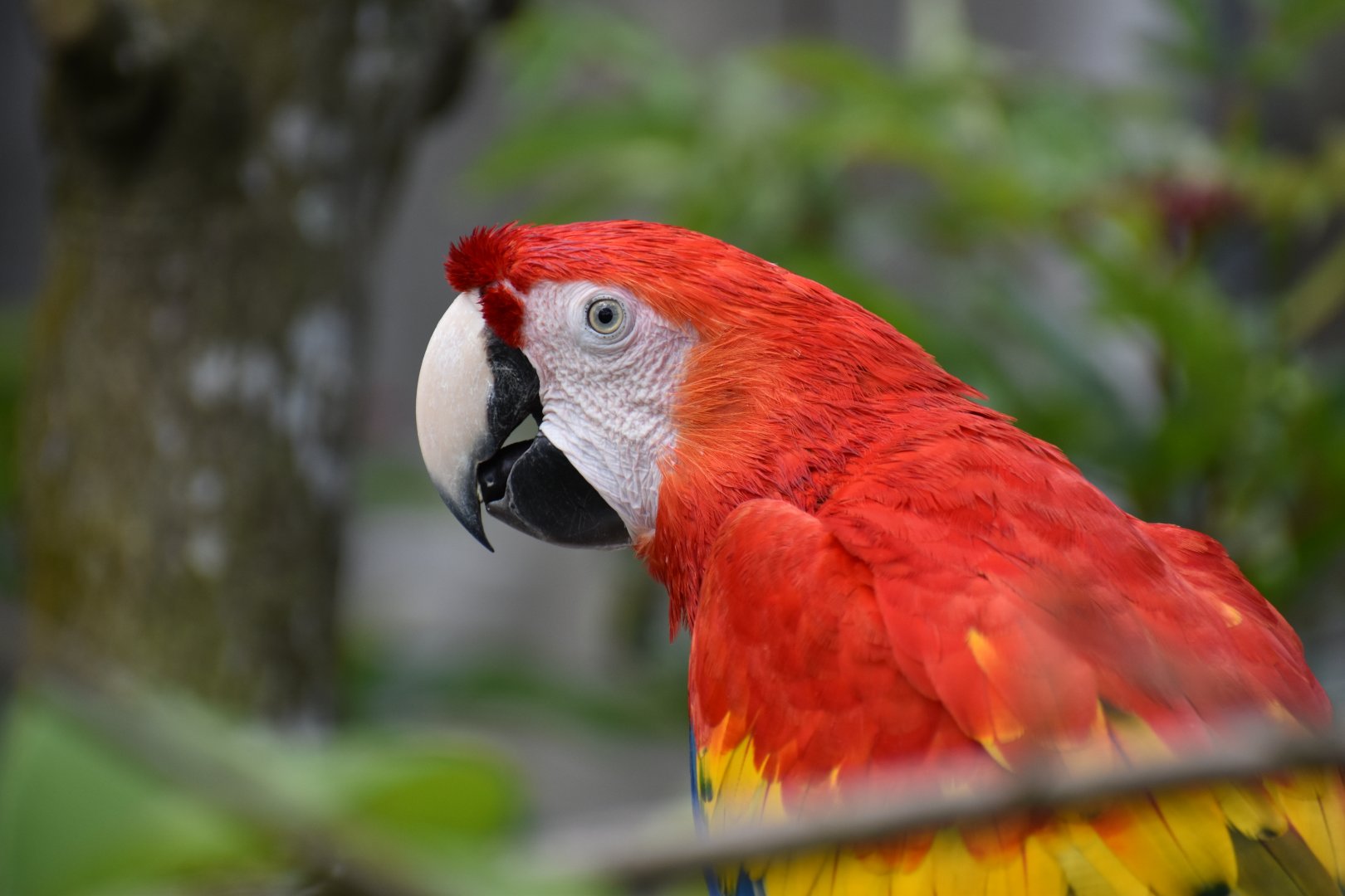 Scarlet Macaw