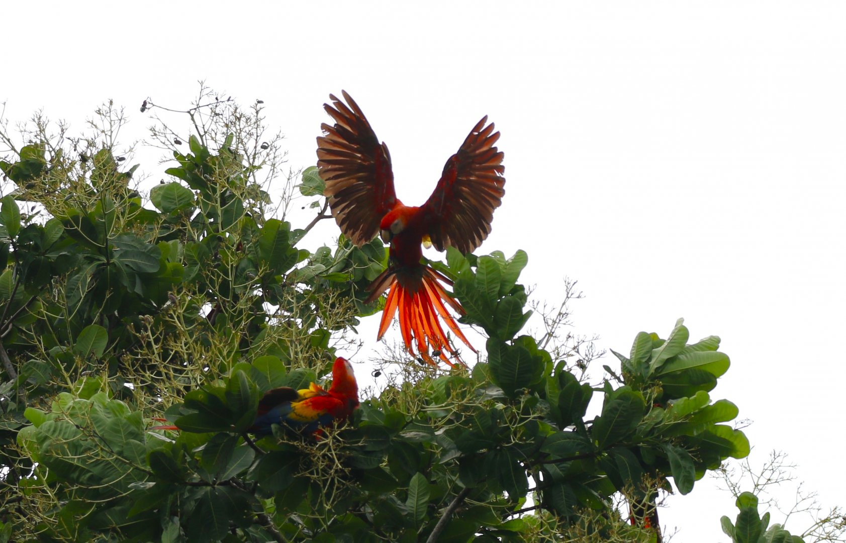 Scarlet Macaw