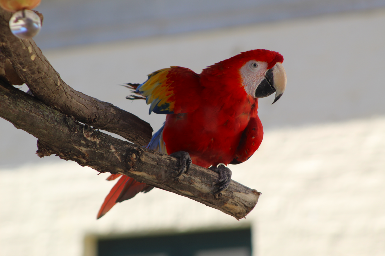 Scarlet Macaw