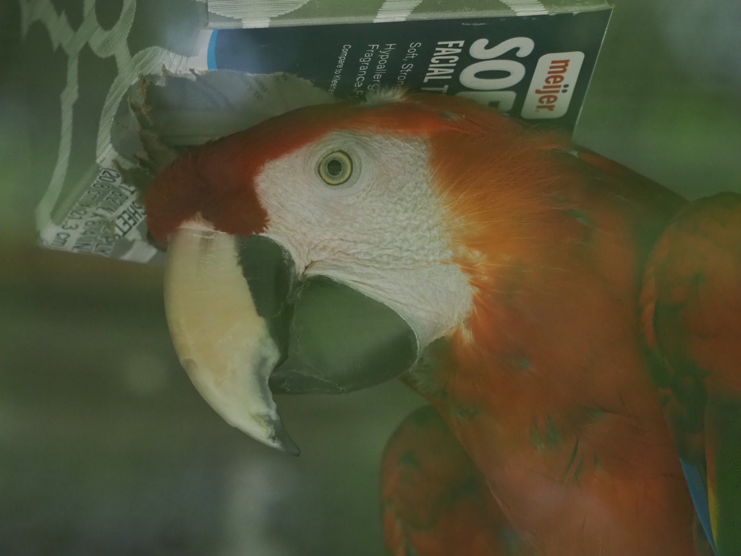 Scarlet Macaw