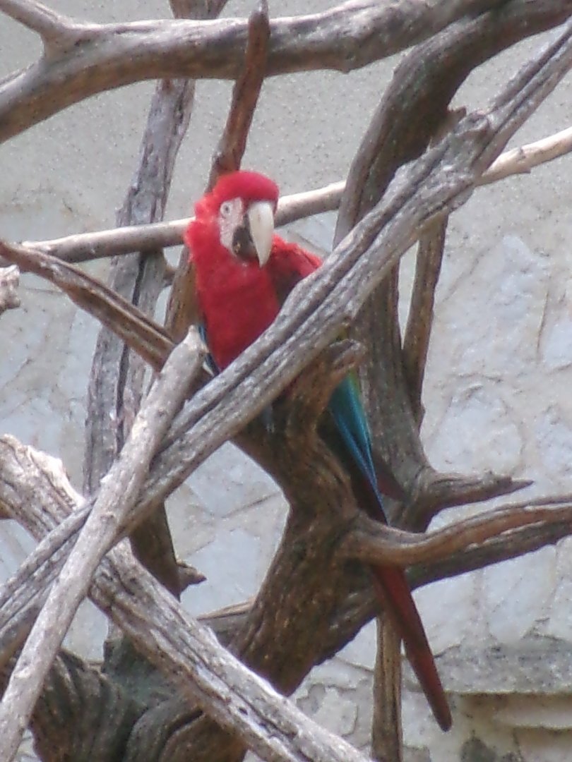 Scarlet macaw