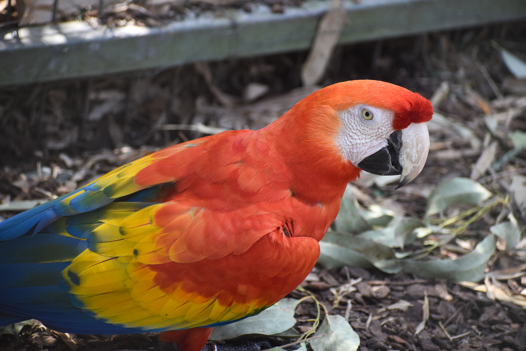 Scarlet Macaw