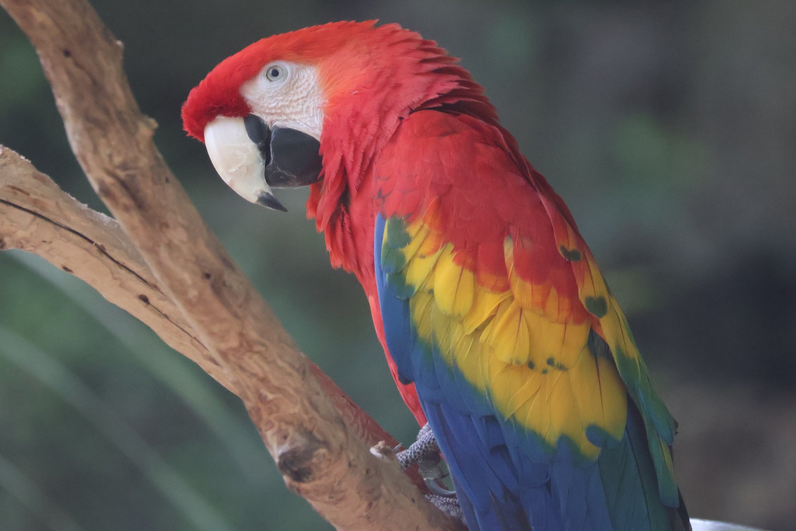 Scarlet Macaw