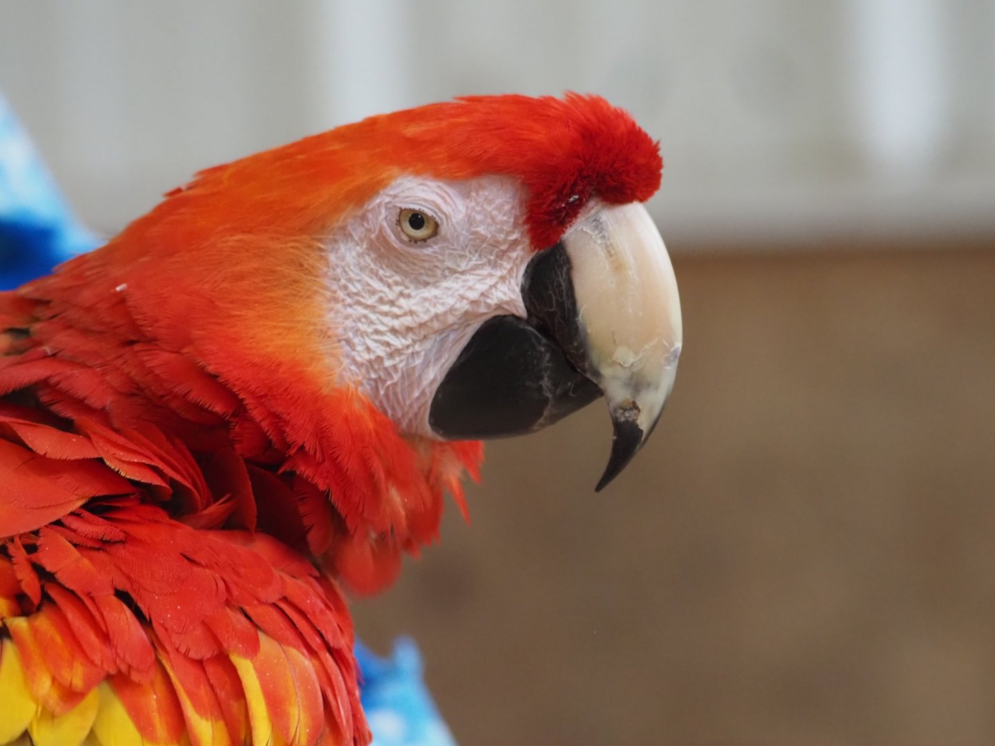 Scarlet Macaw