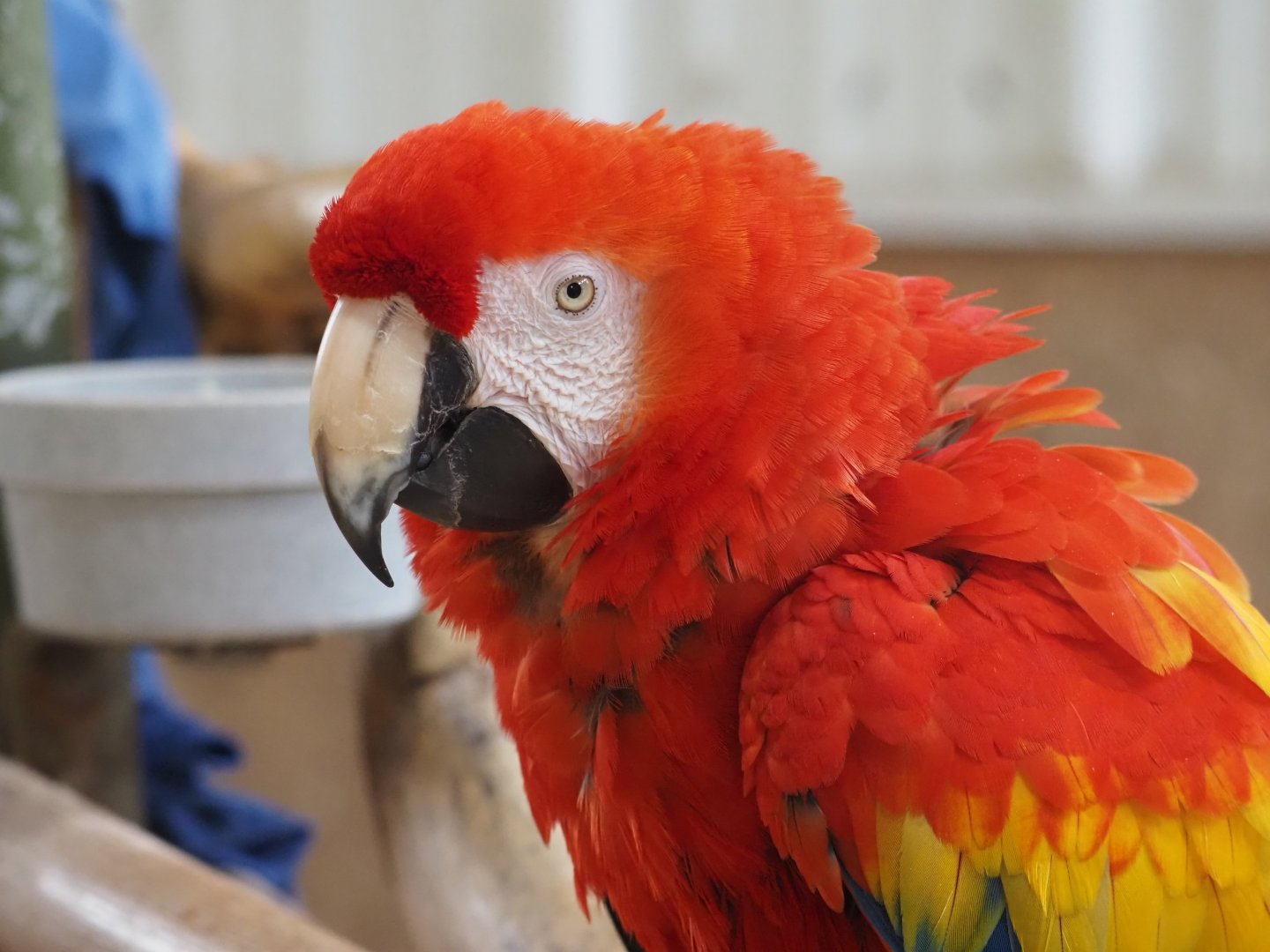 Scarlet Macaw