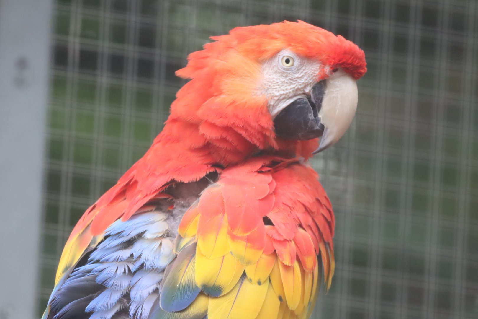 Scarlet Macaw